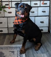 our dog fitzgerald looking stinking handsome in a halloween bandana